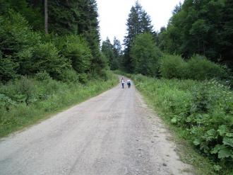 Fotografia przedstawiająca drogę leśną.